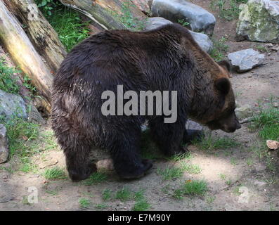Eurasian brown bear (Ursus arctos arctos) sniffing out a trail