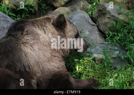 Close-up of head and upper body of a Eurasian brown bear (Ursus arctos arctos) Stock Photo