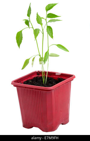 Seedling chili pepper plant isolated on white background Stock Photo