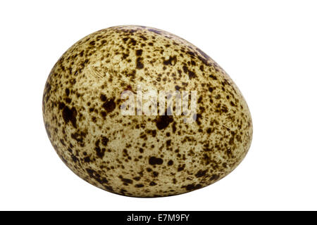 One quail egg isolated on white background with clipping path Stock Photo