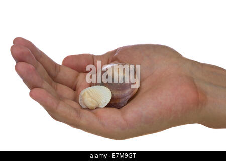 Scallops in hand, isolated on white background Stock Photo