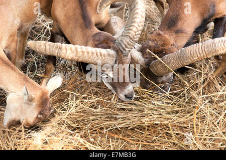 ibex, goat is eating Stock Photo - Alamy