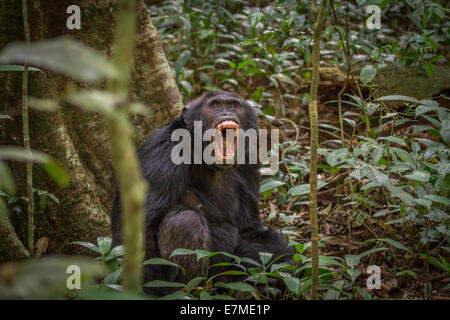 A chimpanzee in the forest screams to mark the territorial boundary of its group. Shot in Kibale forest National Park (Uganda). Stock Photo