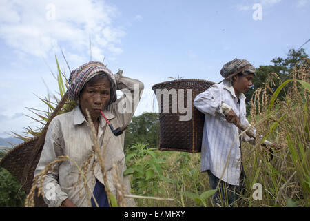 Bandorban, Bangladesh. 20th Sep, 2014. Indigenous farmers, with their family members, are now busy harvesting jhum rice from the hills amid festivity. Other crops, including bananas, maize, arum and marigold flowers will gradually be collected in the coming days. After collecting all the crops, they will celebrate the Nabannna Utsab -- a traditional festivity hailing new yields. © Zakir Hossain Chowdhury/ZUMA Wire/Alamy Live News Stock Photo