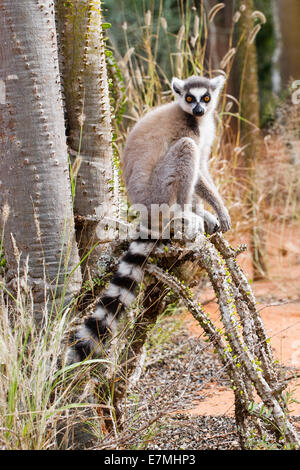 A Ring-Tailed Lemur sitting in th morning sun Stock Photo