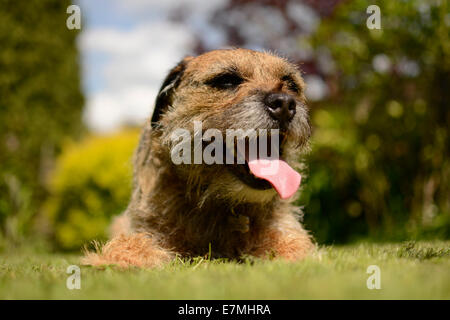 Border Terrier dog lying down panting Stock Photo