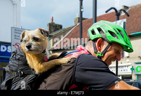 Terrier dog riding pillion with cyclists, England UK Stock Photo