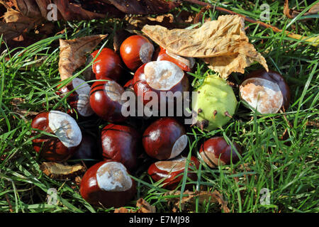 Nonsuch Park, Surrey, England, UK. 21st September 2014. A bumper crop of conkers have been produced this year due to ideal growing conditions. The numerous Horse Chestnut trees in Nonsuch Park are dropping their fruits in abundance as autumn is held at bay by some late summer warmth and sunshine in southern England. Credit:  Julia Gavin UK/Alamy Live News Stock Photo
