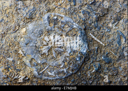 A fossil of a sea urchin in Madagascar Stock Photo