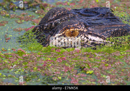 American alligator (Alligator mississippiensis), hiding in the swamp covered with duckweed, Brazos Bend State Park, Texas, USA. Stock Photo