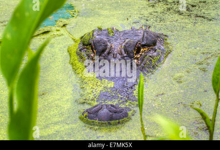 American alligator (Alligator mississippiensis), hiding in the swamp covered with duckweed, Brazos Bend State Park, Texas, USA. Stock Photo