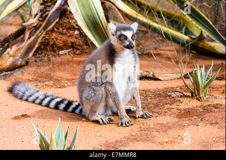 A Ring-Tailed Lemur sitting in th morning sun Stock Photo