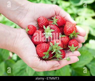 Strawberry fruits in a woman's hands. Green leaves on the background. Stock Photo