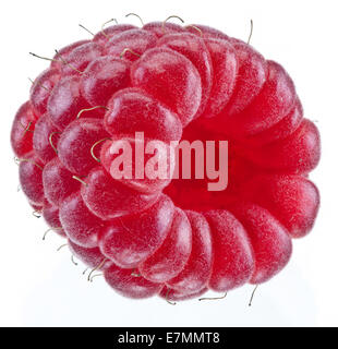One rich raspberry fruit isolated on a white background. Stock Photo