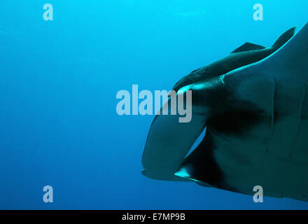 Close-up of a Pacific Manta Ray (Manta Birostris) Passing By, Caño Island, Costa Rica Stock Photo