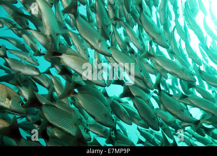 School of Spottail Grunts (Haemulon Maculicauda), Caño Island, Costa Rica Stock Photo