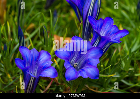 Bright blue flowers of the compact gentian, Gentiana sino-ornata 'Blue Silk' Stock Photo