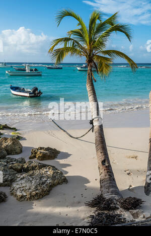 Boat moored off a palm tree on Worthing Beach in Barbados West Indies Stock Photo