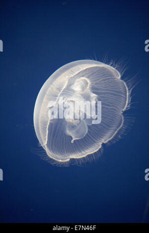 Jellyfish floating around looking for food Stock Photo