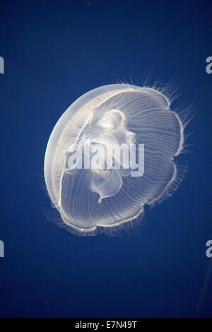 Jellyfish floating in the deep ocean Stock Photo - Alamy