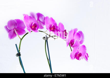 Moth orchid is a type of orchid flowers that are commonly found in florist shops and grocery stores. They bloom in different sha Stock Photo