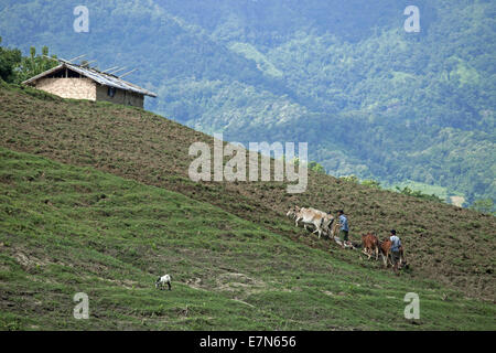 Bandorban, Bangladesh. 20th Sep, 2014. A tribal village near Bolipara union in Bandorban district © Zakir Hossain Chowdhury/ZUMA Wire/Alamy Live News Stock Photo