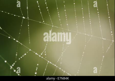 Condensed dew water drops caught suspended on fine strands of spider web with mist in background Stock Photo