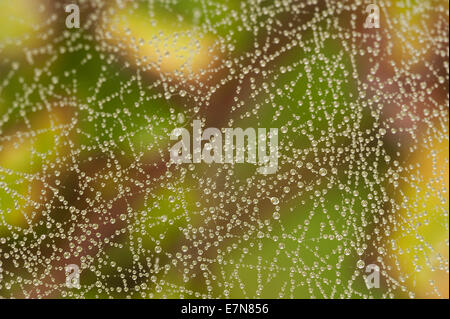 Condensed dew water drops caught suspended on fine strands of spider web with mist in background Stock Photo