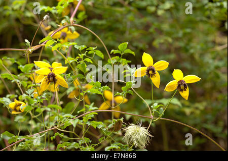 Attractive clematis climber bright golden yellow with long anthers stamen and petals against green foliage Stock Photo