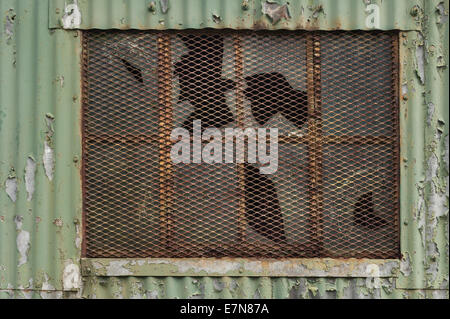peeling paint on painted galvanized corrugated warehouse with reinforced broken windows behind protective steel mesh Stock Photo