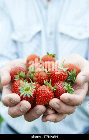 Close Up Of Man Holding Freshly Picked Strawberries Stock Photo