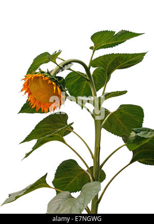 Huge yellow sunflower on a white background Stock Photo