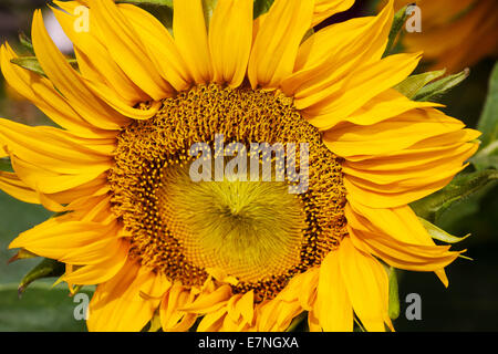 Huge yellow sunflower on a blurred background Stock Photo