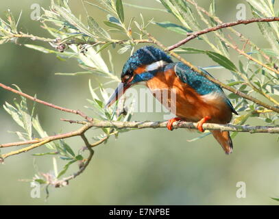 Focused female Eurasian Kingfisher (Alcedo Atthis) on the lookout while fishing Stock Photo