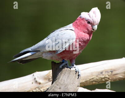 Australian Rose-breasted Cockatoo or Galah Cockatoo (Eolophus roseicapilla), posing on a perch Stock Photo