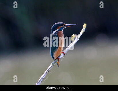 Female Eurasian Kingfisher (Alcedo Atthis) in profile on a twig Stock Photo