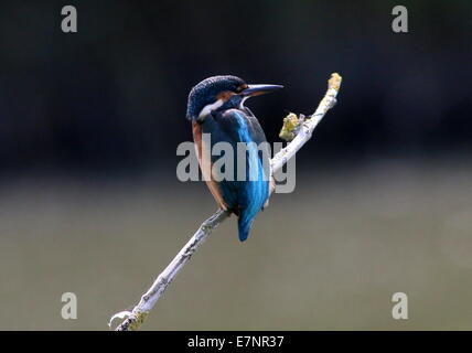 Female Eurasian Kingfisher (Alcedo Atthis) posing on a branch above the water while fishing Stock Photo
