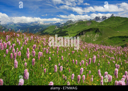 Alp, Alps, view, view from Fronalpstock, mountain, mountain panorama, mountains, mountain spring, flower, flowers, flower meadow Stock Photo