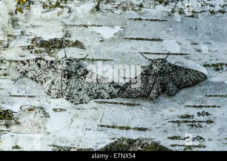 Animal, Insect, Butterfly, Moth, Biston betularia, Peppered moth, Switzerland Stock Photo