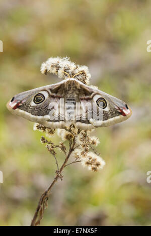 Female of Saturnia pavonia, the small emperor moth, camouflage on tree ...