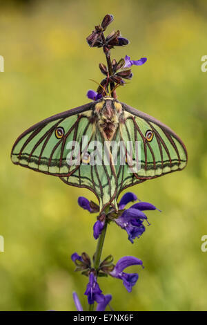 Animal, Insect, Butterfly, Moth, Graellsia isabellae, Spanish Moon Moth, Lepidoptera, Saturniidae, Switzerland Stock Photo