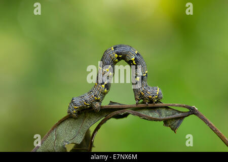 Animal, Isect, Butterfly, Caterpillar, Geometridae, Switzerland Stock Photo