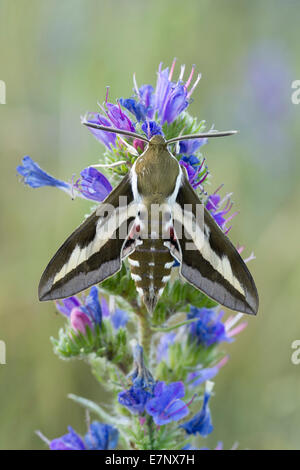 Animal, Insect, Moth, Hawk-Moth, Sphingidae, Hyles euphorbiae, Spurge Hawk-moth, Switzerland Stock Photo