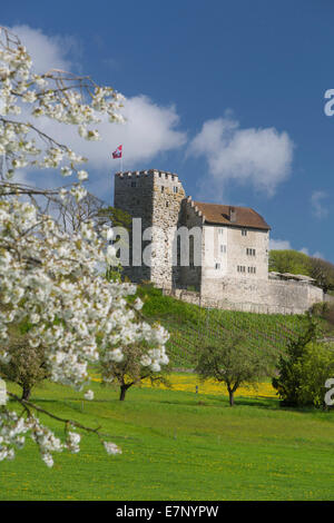 Castle, Habsburg, spring, canton, AG, Aargau, Switzerland, Europe, Stock Photo