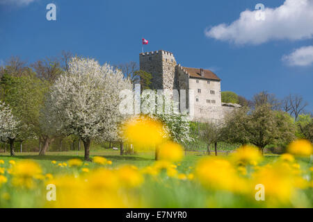 Castle, Habsburg, spring, canton, AG, Aargau, Switzerland, Europe, Stock Photo