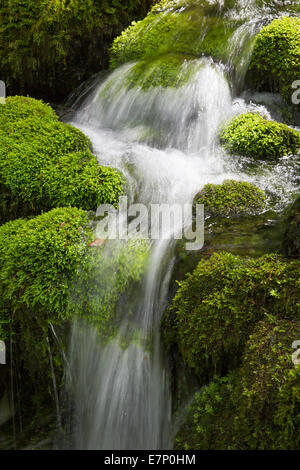 Orbe, Vallorbe, canton, VD, Vaud, Western Switerland, Romandie, river, flow, body of water, water, water, moss, Parc vaudoise, J Stock Photo