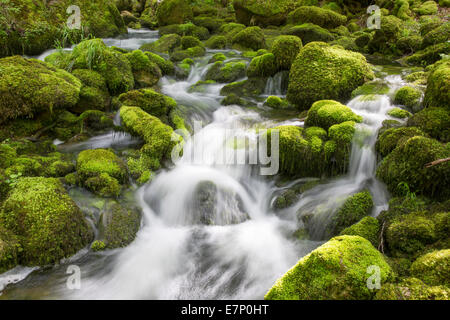 Orbe, Vallorbe, canton, VD, Vaud, Western Switerland, Romandie, river, flow, body of water, water, water, moss, Parc vaudoise, J Stock Photo
