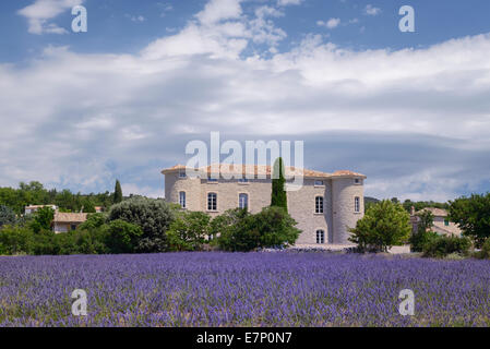 Europe, France, Provence-Alpes-Côte d'Azur, Provence, Lioux, Vaucluse, lavender Stock Photo