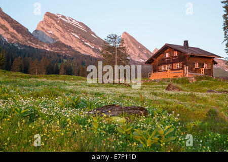 Churfirsten, Alp Sellamatt, Churfirsten, mountain, mountains, flower, flowers, SG, canton St. Gallen, Toggenburg, meadow, hut SA Stock Photo