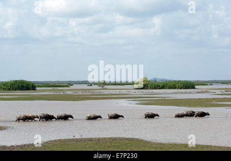 Water Buffalo, Bubalus bubalis, Swimming, Tale Noi, Thailand, Asia, mammal, young, adult, animal Stock Photo